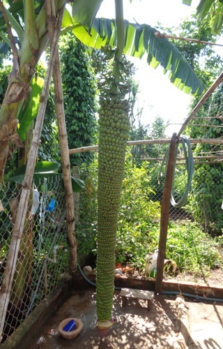 Đắk Lắk: Buồng chuối 150 nải, dài hơn 2m - 1 Cây chuối dài gần chạm đất.