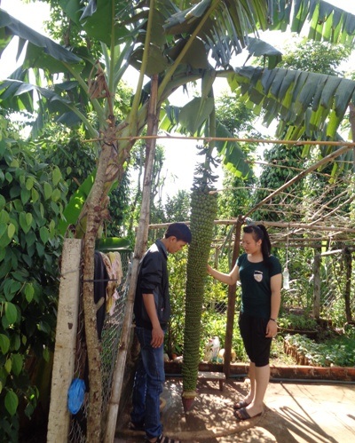 Đắk Lắk: Buồng chuối 150 nải, dài hơn 2m - 2 Nhiều người tới chiêm ngưỡng buồng chuối lạ này.
