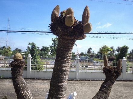 Sóc Trăng: Cây vạn tuế nở 12 bông - 2 Bạch Dương