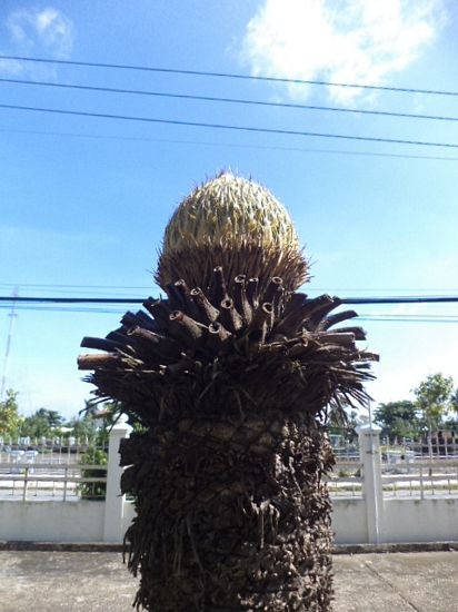 Sóc Trăng: Cây vạn tuế nở 12 bông - 3 Bạch Dương