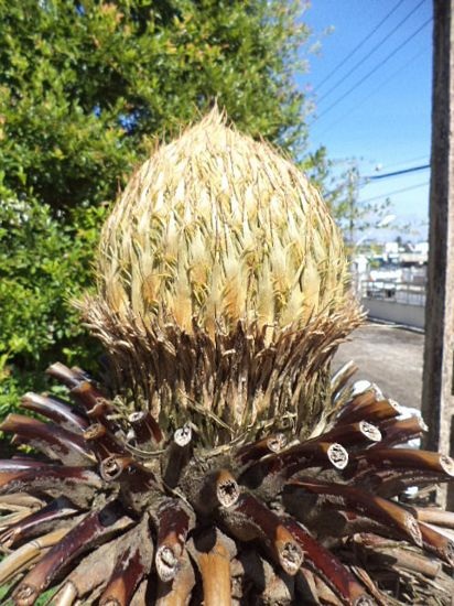 Sóc Trăng: Cây vạn tuế nở 12 bông - 4 Bạch Dương