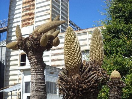 Sóc Trăng: Cây vạn tuế nở 12 bông - 5 Bạch Dương