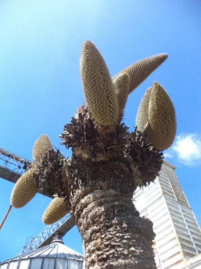 Sóc Trăng: Cây vạn tuế nở 12 bông - 6 Bạch Dương