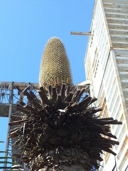 Sóc Trăng: Cây vạn tuế nở 12 bông - 7 Bạch Dương