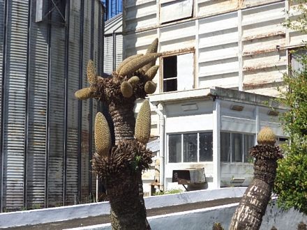 Sóc Trăng: Cây vạn tuế nở 12 bông - 8 Bạch Dương