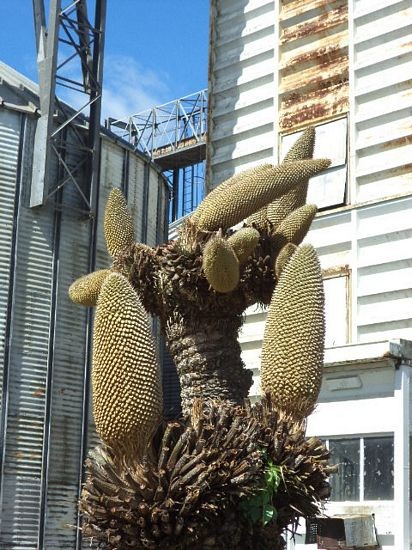 Sóc Trăng: Cây vạn tuế nở 12 bông - 1 Cây vạn tuế nở 12 bông.