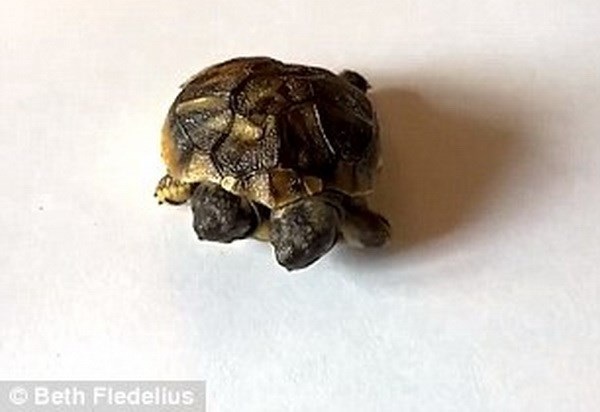 "Quái vật" rùa hai đầu bất ngờ xuất hiện tại Đan Mạch - 1 Con rùa hai đầu ở Đan Mạch.