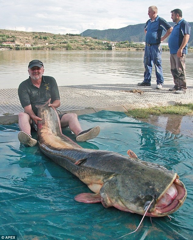 Ngư dân mệt nhoài "vật lộn" với con cá da trơn nặng 100kg - 1 Ông Tom Herron khoe chiến tích của mình. (Nguồn: APEX)