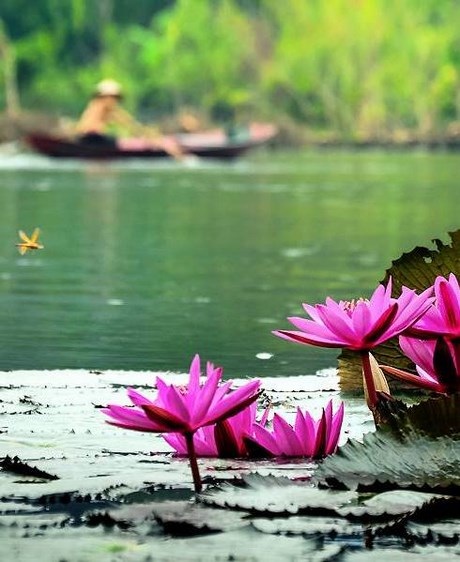 Thiếu nữ xinh đẹp lạc “miền cổ tích” suối Yến - 5 Hoa súng cựa mình, đâm nở tím ngắt cả vùng nước xanh