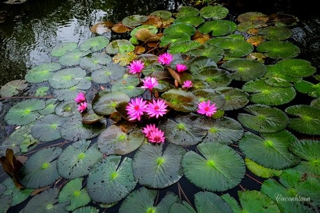 Thiếu nữ xinh đẹp lạc “miền cổ tích” suối Yến - 6 Hoa súng cựa mình, đâm nở tím ngắt cả vùng nước xanh