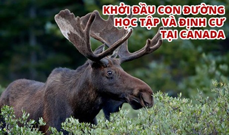 Canada – Địa điểm định cư hấp dẫn nhất thế giới - 2 Chính sách làm thêm cho sinh viên quốc tế: