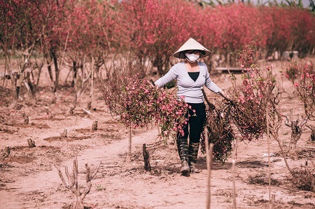 Ngắm ảnh Việt Nam thanh bình, đầy “mời gọi” trên đất Pháp - 1 Làng đào Nhật Tân mùa đón Tết (Tác giả: Phúc Hưng)