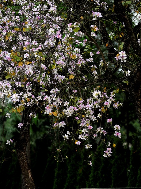 Rộn ràng mùa ban Tây Bắc giữa lòng Hà Nội - 16 Mỗi mùa ban nở hoa là dịp để các bạn trẻ ở Hà thành tạo dáng chụp hình.