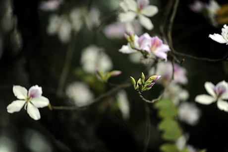 Rộn ràng mùa ban Tây Bắc giữa lòng Hà Nội - 7 Rộn ràng mùa ban Tây Bắc giữa lòng Hà Nội