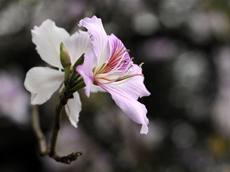 Rộn ràng mùa ban Tây Bắc giữa lòng Hà Nội - 6 Rộn ràng mùa ban Tây Bắc giữa lòng Hà Nội