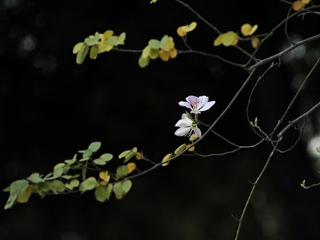 Rộn ràng mùa ban Tây Bắc giữa lòng Hà Nội - 5 Rộn ràng mùa ban Tây Bắc giữa lòng Hà Nội