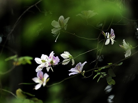 Rộn ràng mùa ban Tây Bắc giữa lòng Hà Nội - 4 Rộn ràng mùa ban Tây Bắc giữa lòng Hà Nội