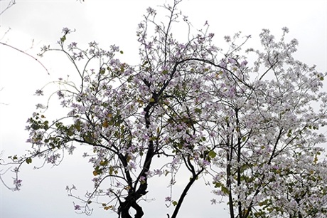 Rộn ràng mùa ban Tây Bắc giữa lòng Hà Nội - 3 Rộn ràng mùa ban Tây Bắc giữa lòng Hà Nội