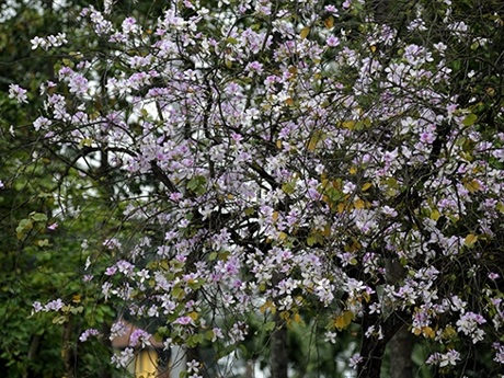 Rộn ràng mùa ban Tây Bắc giữa lòng Hà Nội - 2 Rộn ràng mùa ban Tây Bắc giữa lòng Hà Nội