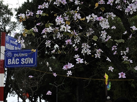 Rộn ràng mùa ban Tây Bắc giữa lòng Hà Nội - 1 Rộn ràng mùa ban Tây Bắc giữa lòng Hà Nội