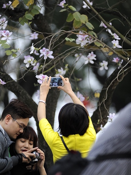 Rộn ràng mùa ban Tây Bắc giữa lòng Hà Nội - 14 Mỗi mùa ban nở hoa là dịp để các bạn trẻ ở Hà thành tạo dáng chụp hình.