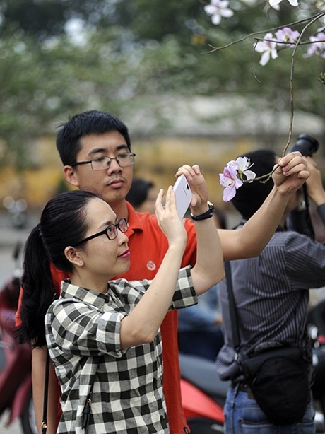 Rộn ràng mùa ban Tây Bắc giữa lòng Hà Nội - 13 Các bạn trẻ đua nhau giữ lại hình ảnh hoa ban bằng điện thoại, máy ảnh...