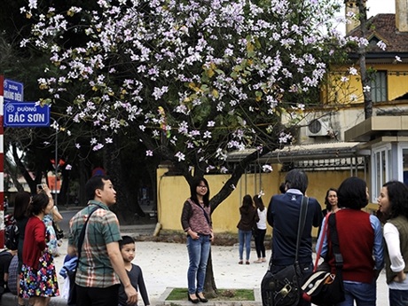 Rộn ràng mùa ban Tây Bắc giữa lòng Hà Nội - 12 Những góc phố, mái hiên cổ kính của Hà Nội thêm duyên dáng với sắc hoa của núi rừng Tây Bắc