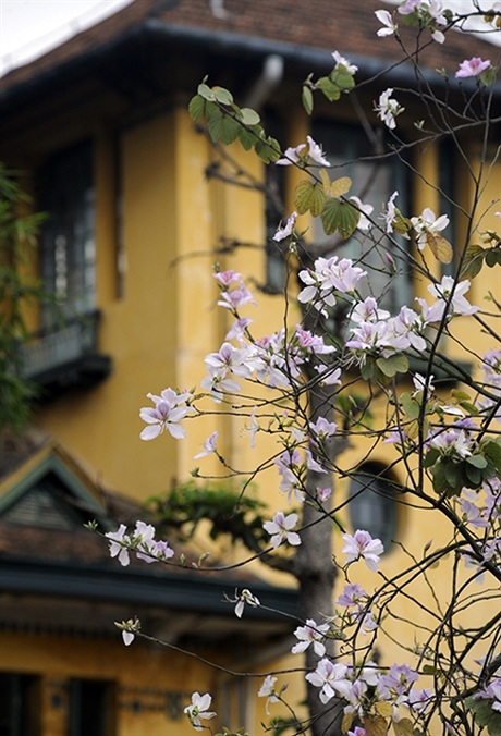 Rộn ràng mùa ban Tây Bắc giữa lòng Hà Nội - 11 Những góc phố, mái hiên cổ kính của Hà Nội thêm duyên dáng với sắc hoa của núi rừng Tây Bắc