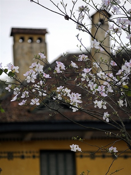 Rộn ràng mùa ban Tây Bắc giữa lòng Hà Nội - 10 Những góc phố, mái hiên cổ kính của Hà Nội thêm duyên dáng với sắc hoa của núi rừng Tây Bắc