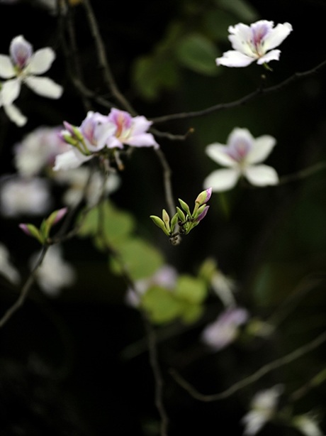 Rộn ràng mùa ban Tây Bắc giữa lòng Hà Nội - 9 Rộn ràng mùa ban Tây Bắc giữa lòng Hà Nội