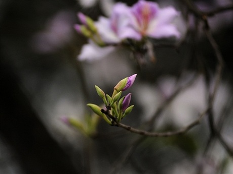 Rộn ràng mùa ban Tây Bắc giữa lòng Hà Nội - 8 Rộn ràng mùa ban Tây Bắc giữa lòng Hà Nội