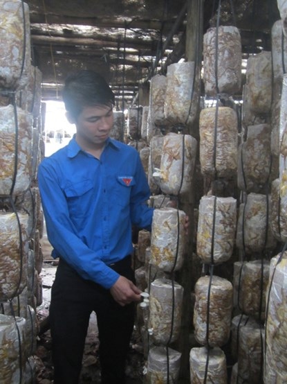 Bí thư chi Đoàn thu nhập 300 triệu/năm từ nấm - 2 Thu lãi 300 triệu đồng mỗi năm