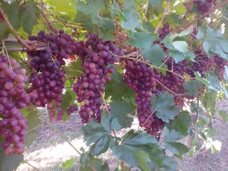 Giọt mồ hôi mặn của DHS Việt trên cánh đồng nho “lãng mạn” - 1 Sinh viên làm farm được thỏa thích ăn tới mức chán chả buồn ăn.