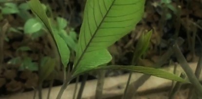 8X thu nhập nửa tỷ/năm từ cây quý - 3 Cây khôi nhung một loại dược liệu quý hiếm trong thiên nhiên