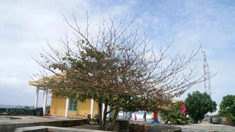“Xanh” giữa trùng khơi - 3 “Xanh” giữa trùng khơi