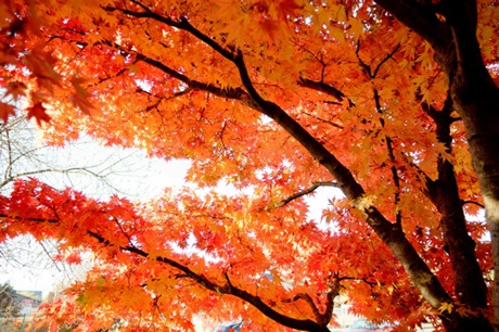 Một tác phẩm dự thi của Sơn Trần.