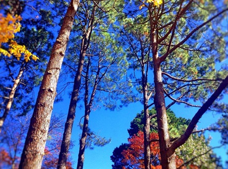 Một tác phẩm dự thi của Lan Vũ.