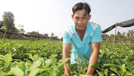 Tỷ phú chanh không hạt miền Tây - 1 Anh Thật bên vườn cây giống của mình. Ảnh: Hòa Hội.