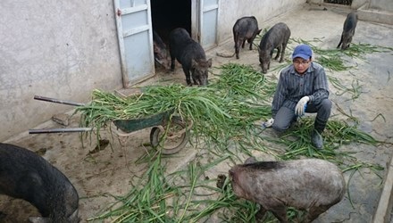 Học xong đại học về quê nuôi lợn rừng! - 1 Anh Hùng đang chăm sóc đàn lợn trong trang trại.
