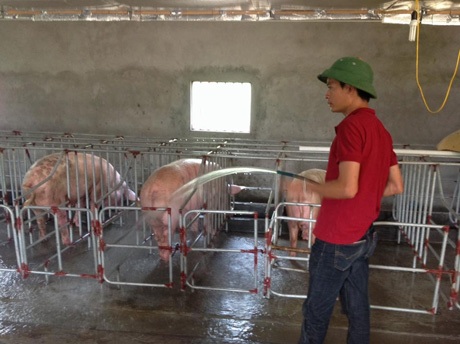 Làm giàu từ 20 triệu đồng vốn - 1 Trúc vừa trò chuyện, vừa tranh thủ dọn dẹp chuồng trại.