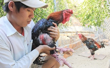 Anh Nguyễn Văn Anh bên con gà Đông tảo giống trị giá trên 15 triệu đồng.