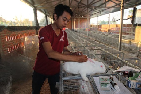 Chàng thiếu gia họ Vương đang kiểm tra và điều trị trực tiếp
cho con thỏ mẹ bị bệnh.