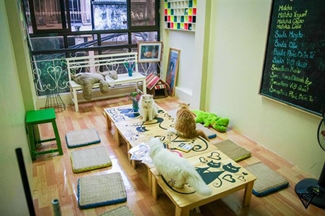 Không gian quán cà phê động vật là nơi gặp gỡ của nhiều người yêu thích thiên nhiên.