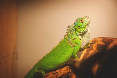 Không gian quán cà phê động vật là nơi gặp gỡ của nhiều người yêu thích thiên nhiên.