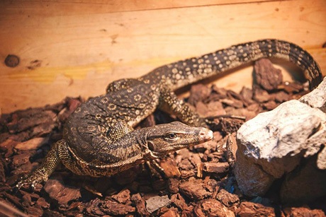 Tắc kè được nuôi trong quán.