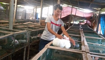 Hợp tác xã thanh niên “trăm triệu” - 1 Anh Phạm Văn Thưởng chăm sóc vật nuôi trong trại nhà mình.