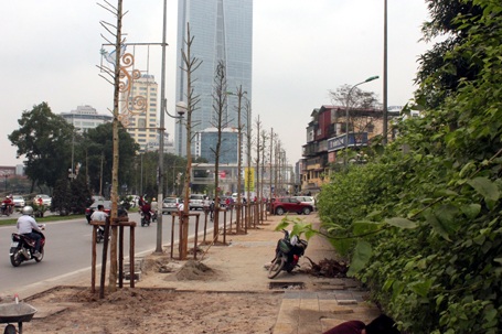 Cây mới trồng trên đường Nguyễn Chí Thanh