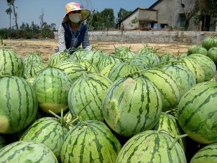 Để không lập lại cảnh nông sản “được mùa rớt giá” - 1 Để không lập lại cảnh nông sản “được mùa rớt giá”