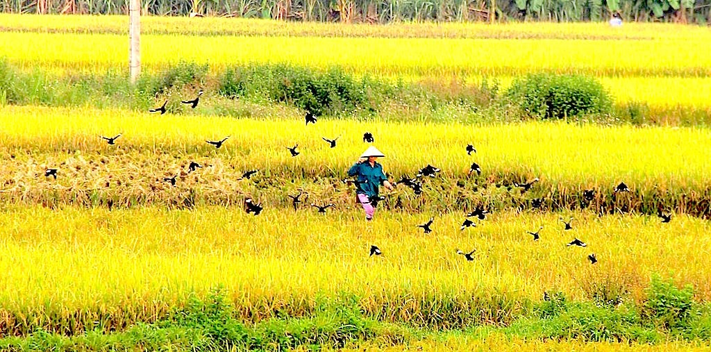 Vũ điệu chim sáo trên ruộng ngày mùa - 1 Những chú chim sáo bao vây người gặt lúa.