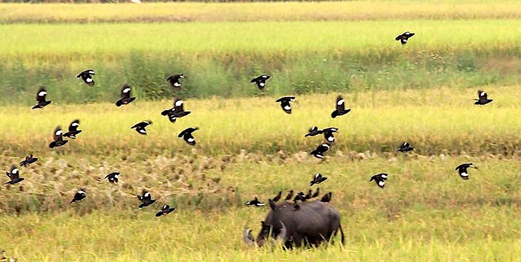 Vũ điệu chim sáo trên ruộng ngày mùa - 2 Vũ điệu chim sáo trên ruộng ngày mùa - 2